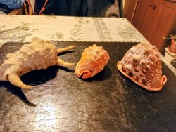 Tengeri csigák kagylók.Tengerek ékszerei