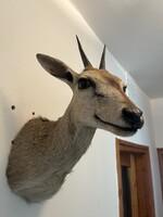 Extra ritka antik steenbok antilop preparátum