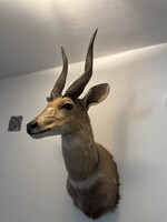 Antik afrikai impala preparátum