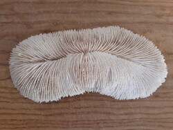 Nagy méretű ritka gomba korall, 21 cm