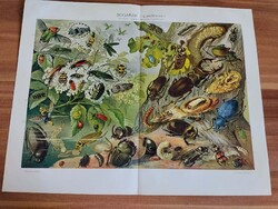 Bogarak I. (Európaiak) az összes bogarak természetes nagyságban, Pallas Nagy Lexikon
