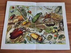 Bogarak II. (Exotikus bogarak) az összes bogarak természetes nagyságban, Pallas Nagy Lexikon