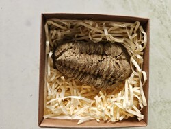 Valódi Trilobita fosszília – British Fossils díszdobozban, 6,5 cm