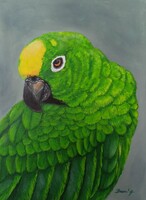 Amazon papagáj _akril 30*40 cm