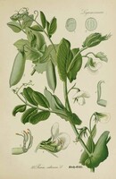 Borsó, zöldborsó, zöldség régi botanikai illusztráció Thomé 1889 reprint nyomat, konyhakert, falikép