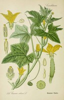Uborka, konyhakert zöldség növény régi botanikai illusztráció Thomé 1889 reprint nyomat falikép