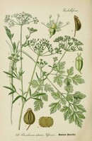 Petrezselyem, fűszernövény, régi botanikai illusztráció Thomé 1889 reprint nyomat, konyha dekoráció