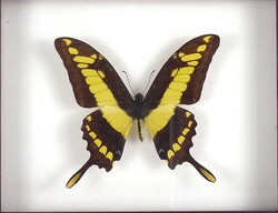 2A197 Papilio Thoas trópusi pillangó preparátum keretben Peruból 22 x 18.5 x 3.7 cm