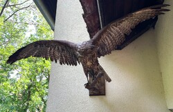 Régi preparált vadász ragadozó madár (sas?) preparátum