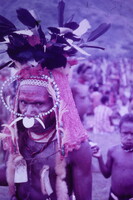 DIA! Pápua Új-Guinea törzsi harcos portré – Tollas fejdísz, agyar- és kagylódíszek