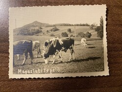Magaslati legelő