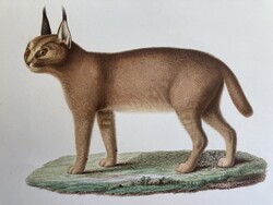 Karakál, sivatagi hiúz, antik zoológiai metszet, eredeti színezett nagy méretű litográfia 1867-ből