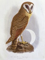 Bagoly, antik ornitológiai metszet, eredeti színezett nagy méretű litográfia 1875-ből