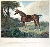 Flora, brit hunter, vadászló kézzel színezett eredeti nagy méretű acélmetszete az 1820-as évekből