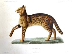 Szervál, vadmacska, antik zoológiai metszet, eredeti színezett nagy méretű litográfia 1867-ből