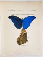 Pillangó, lepke, eredeti kézzel színezett litográfia pergamen papíron, 1903-ból