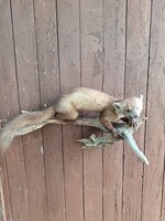 Kiváló állapotú antik nyest preparátum