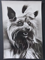 Régi képeslap - Yorkshire terrier kutyás képeslap