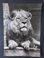 Régi képeslap - Oroszlán a lipcsei állatkertben - Löwe im Leipziger Zoo DDR 1962