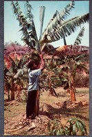 Jamaica - banán szüret 60as évek -  fotó képeslap