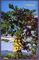 Jamaica - papaja fa 60as évek -  fotó képeslap