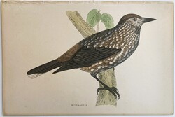 Fenyőszajkó metszet - kézzel színezett antik madártani, ornitológiai metszet, 1815–1822 körül