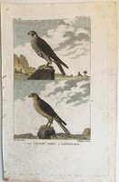 Sólyom és karvaly metszet - kézzel színezett madártani, ornitológiai rézmetszet, 1822 körül