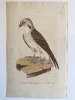 Halászsas - kézzel színezett antik madártani, ornitológiai rézmetszet, 1815–1822 körül