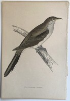 Sárgacsőrű kakukk metszet - kézzel színezett madártani, ornitológiai rézmetszet, 1815 körül