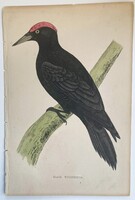 Fekete harkály metszet - kézzel színezett antik madártani, ornitológiai metszet, 1815–1822 körül