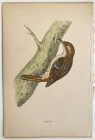 Fakusz metszet - kézzel színezett antik madártani, ornitológiai metszet, 1815–1822 körül