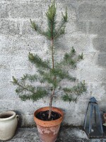 Erdei fenyő saját nevelés cserépben, kiültetésre   140 cm
