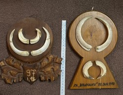 Vaddisznó agyar trófeák , fa talpon