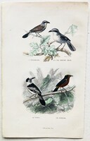 Gébicsek, vanga és gonolek – kézzel színezett antik madártani, ornitológiai acélmetszet, 1840 körül