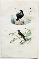 Sifilet és ökörkopogató – kézzel színezett antik madártani, ornitológiai acélmetszet, 1840 körül