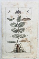 Insects and caterpillars with mulberry branch – hand-colored antique entomological copperplate engraving, circa 1805
