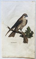 Sólyom – kézzel színezett antik madártani, ornitológiai rézmetszet, John Hunt, 1815–1822 körül
