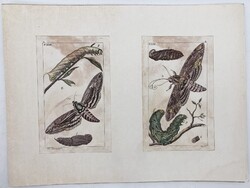 Szenderek, hernyók és bábok – kézzel színezett antik rovartani rézmetszetek, 1800 körül