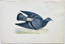 Galamb, sziklagalamb – kézzel színezett antik madártani metszet, 1815–1822 körül