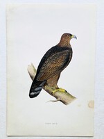 Szirti sas – kézzel színezett antik madártani, ornitológiai metszet, 1815–1822 körül