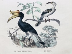 Cassican, tock orrszarvú szarvascsőrű – kézzel színezett antik madártani metszet, 1840 körül
