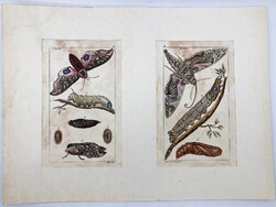 Nagytestű szenderek és hernyók –  kézzel színezett antik rovartani rézmetszetek, 1800 körül