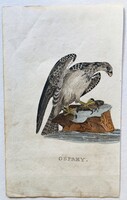 Halászsas, Sas – kézzel színezett antik madártani, ornitológiai rézmetszet, 1815–1822 körül