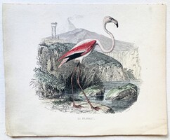 Flamingó – kézzel színezett antik madártani, ornitológiai acélmetszet, 1840-es évek