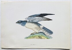 Héja, kékes rétihéja – kézzel színezett antik madártani, ornitológiai metszet, 1815–1822 körül