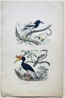 Cassican, orrszarvú szarvascsőrű és tock – kézzel színezett antik madártani acélmetszet, 1840 körül