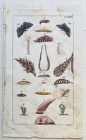 Rovarok, hernyók és bábok – kézzel színezett antik rovartani rézmetszet, 1805 körül