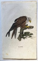 Kite, Vörös kánya  – kézzel színezett antik madártani, ornitológiai rézmetszet, 1815–1822 körül