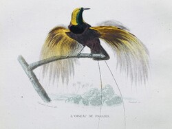 Paradicsommadarak és manukódok – kézzel színezett antik madártani acélmetszet, 1840 körül