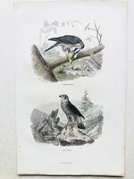 Karvaly és héja – kézzel színezett antik madártani, ornitológiai acélmetszet, 1840 körül